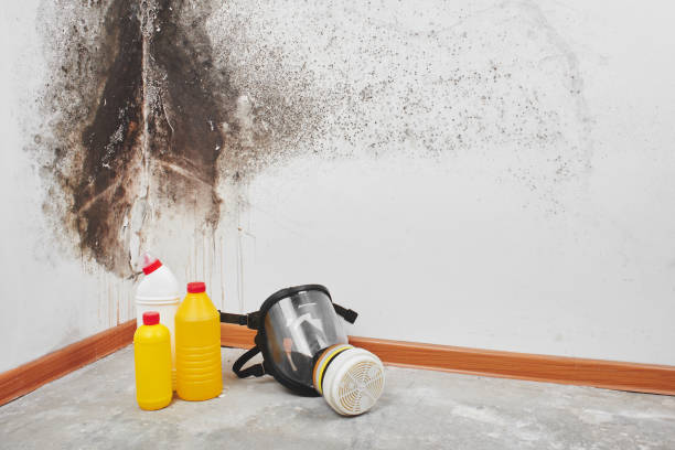 Best DIY Mold Remediation Support Services in North Westport, MA