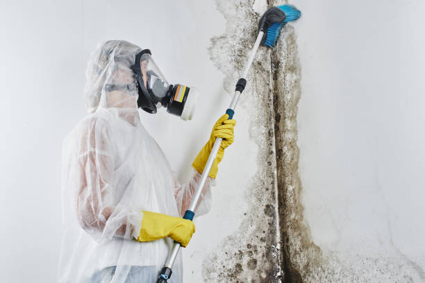 Best Post-Flood Mold Remediation in North Westport, MA