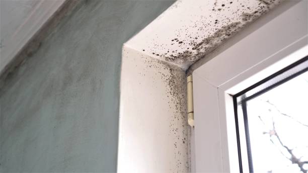 Best Commercial Mold Remediation in North Westport, MA