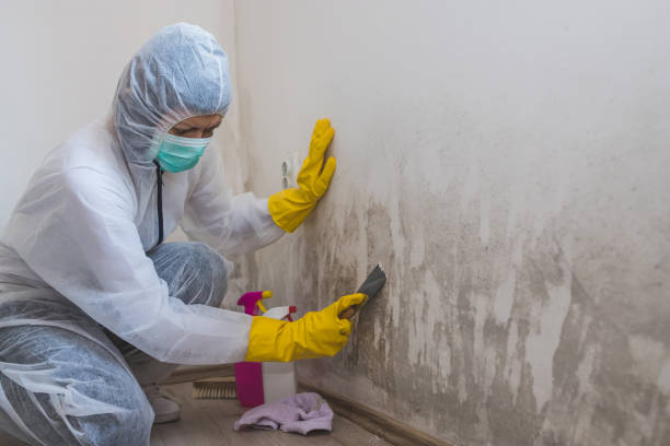 Best Mold Remediation for Schools in North Westport, MA