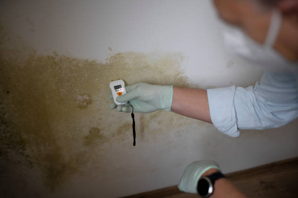 North Westport, MA Mold Removal Pros