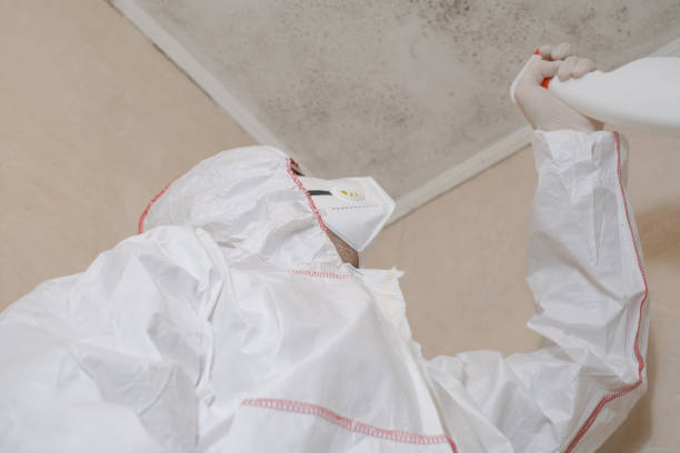 Best Residential Mold Remediation in North Westport, MA