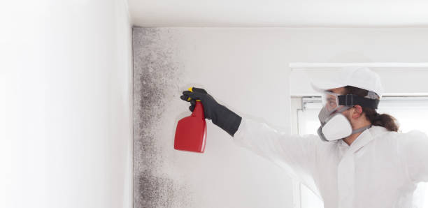 Best Black Mold Remediation in North Westport, MA