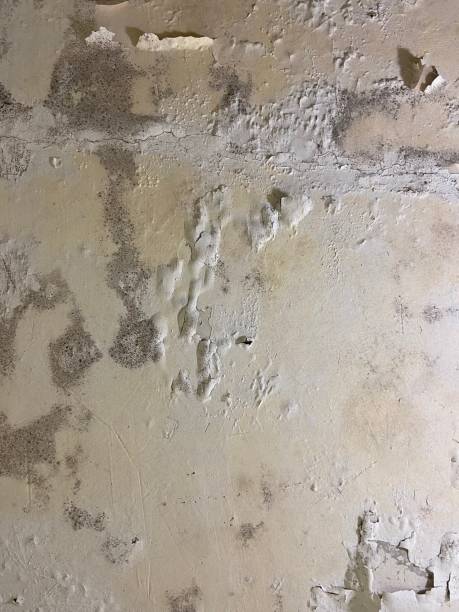 Best Emergency Mold Remediation in North Westport, MA