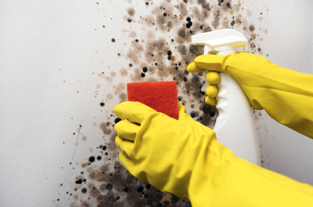 Best Basement Mold Remediation in North Westport, MA