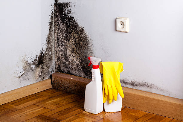 Best Mold Testing and Inspection Services in North Westport, MA
