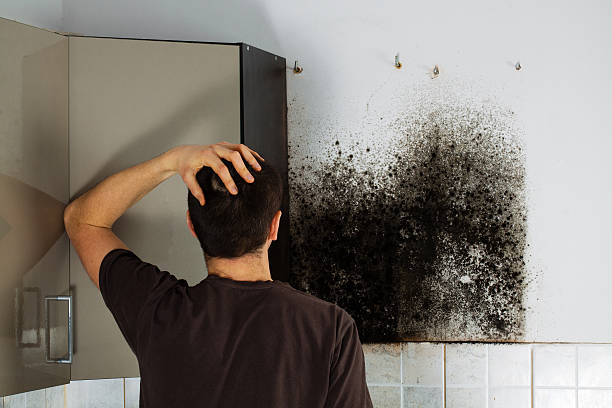 Reliable North Westport, MA Mold Remediation Solutions