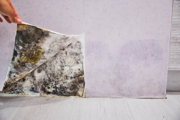 Best Industrial Mold Remediation in North Westport, MA